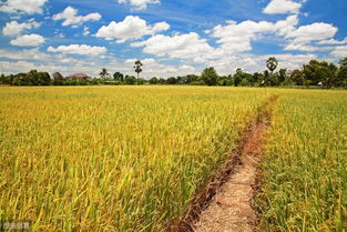 廣西平樂 農(nóng)業(yè)產(chǎn)業(yè)化助推水稻豐產(chǎn)，助力脫貧攻堅(jiān)