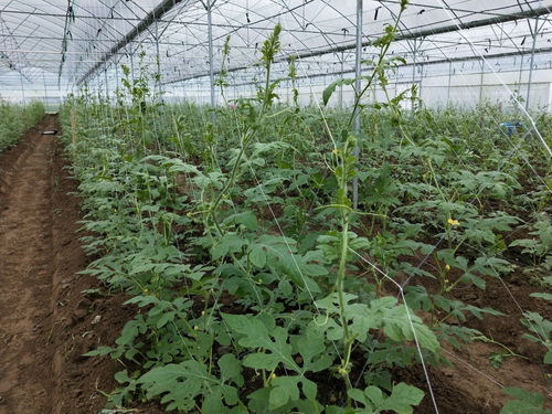 新豐龍頭企業(yè)帶動四鎮(zhèn)四十余村農(nóng)業(yè)種植發(fā)展