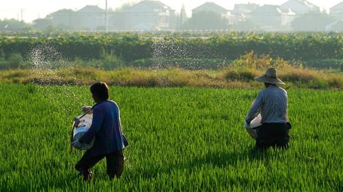 人均年吞40斤化肥，農(nóng)業(yè)種植方式亟待革命性洗牌