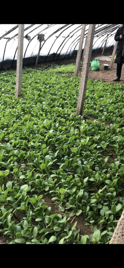 華濱生物百億擴(kuò)繁，引領(lǐng)農(nóng)業(yè)種植進(jìn)入強(qiáng)效補(bǔ)菌新時(shí)代