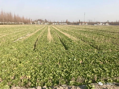 松江首推農(nóng)業(yè)培育獎補(bǔ)政策 每畝補(bǔ)貼100元助力農(nóng)業(yè)升級