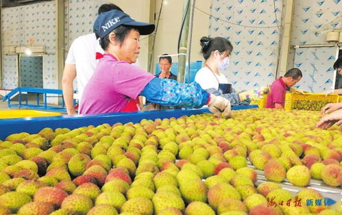 果紅了,人笑了,腰包鼓了——特色農(nóng)業(yè)種植帶動(dòng)鄉(xiāng)村經(jīng)濟(jì)蓬勃發(fā)展