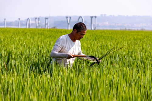 襄緣花海 幸福田園農(nóng)業(yè)種植項(xiàng)目，豐景好農(nóng)業(yè)培育新篇章