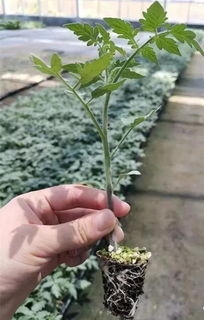 開啟中國農(nóng)業(yè)種植新時代 無土栽培與數(shù)控農(nóng)業(yè)技術(shù)培訓(xùn)會