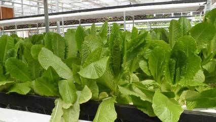 現(xiàn)代化農(nóng)業(yè)科技中的無土栽培模式概述