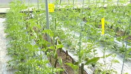 濟(jì)寧高新區(qū)王因街道后崗村 生態(tài)農(nóng)業(yè)綜合體里趟出振興路