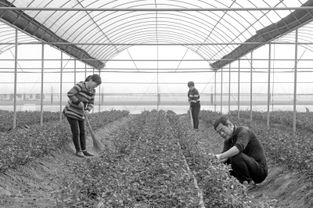 花海鋪就致富路——河南項城市南頓鎮(zhèn)發(fā)展花卉種植助農(nóng)增收紀(jì)實