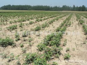 供應(yīng)適合浙江種植的無花果苗 品種、價格、廠商與種植指導(dǎo)盡在農(nóng)苗網(wǎng)