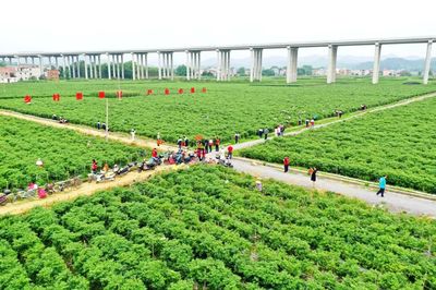 科技引領(lǐng)，智慧農(nóng)業(yè)培育新篇章——△市農(nóng)業(yè)農(nóng)村局推進現(xiàn)代農(nóng)業(yè)發(fā)展紀(jì)實