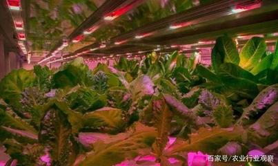 植物工廠 盈利困局中的消費(fèi)趨勢與未來價(jià)值