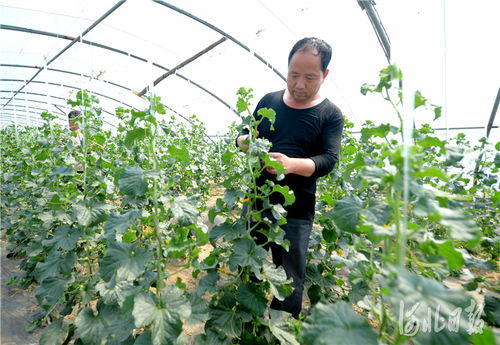 河北南和 特色種植鋪就致富路，精準(zhǔn)培育賦能新農(nóng)業(yè)