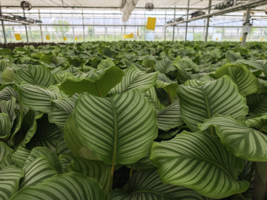 光伏賦能新農(nóng)業(yè) 探秘全年無休的“植物工廠”