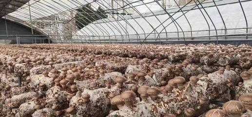 盧氏農(nóng)產(chǎn)品企業(yè)文化調(diào)研 以“萬人助萬企”為抓手，助推農(nóng)業(yè)品牌培育新篇章