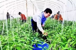 警惕！這6類合作社不僅拿不到補(bǔ)貼，還可能面臨被取締風(fēng)險(xiǎn)