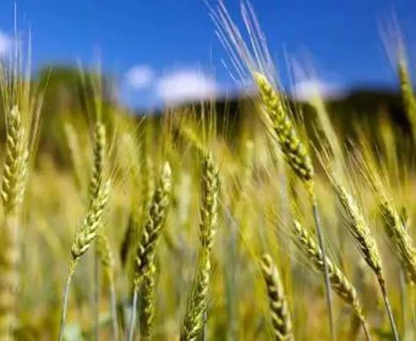 農業種植補貼的五類核心政策，你必須了解！