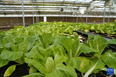 通訊|務實耕耘 共同發(fā)展--探訪烏茲別克斯坦上合組織農(nóng)業(yè)基地中烏現(xiàn)代農(nóng)業(yè)科技示范園