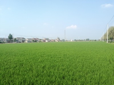 揚州農科區:科技+賦能,讓農業走上綠色高效發展路