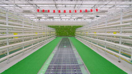 溫室蔬菜種植-科技農業