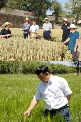 【社會服務紀實】農學院黨委抓黨建促鄉村振興紀實-甘肅農業大學