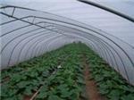 玻璃溫室當選京豐溫室大棚建設|承德溫室大棚-石家莊京豐農(nóng)業(yè)科技提供玻璃溫室當選京豐溫室大棚建設|承德溫室大棚的相關介紹、產(chǎn)品、服務、圖片、價格養(yǎng)殖大棚、溫室大棚建設、大棚設計安裝、蔬菜大棚建設、智能溫室大棚建設、大棚骨架建設、