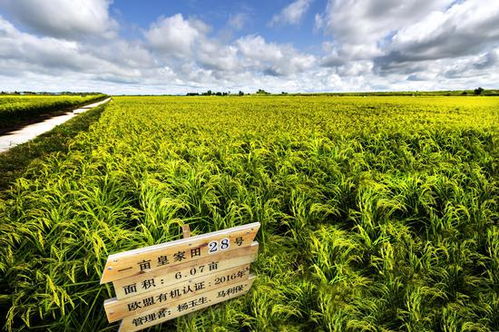 第二屆中國 黑龍江國際大米節(jié)黑龍江優(yōu)質(zhì)大米品牌網(wǎng)絡(luò)評(píng)選活動(dòng)開啟 快為金禾投票吧