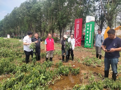 河南省科技特派員奔赴生產一線指導農業抗災減災