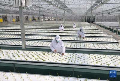新華全媒+丨蔬菜長&ldquo;墻上&rdquo;,好吃又&ldquo;時尚&rdquo;--智慧&ldquo;菜園子&rdquo;的科技范