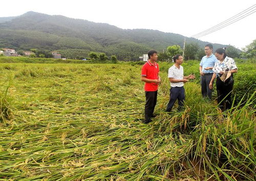 省農(nóng)科院肇慶分院科技服務當?shù)剞r(nóng)業(yè)災后復產(chǎn)