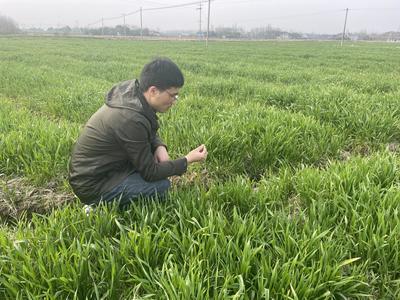 廬江郭河 扎實(shí)加強(qiáng)春季農(nóng)業(yè)科技服務(wù)