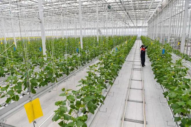 植物工廠 現(xiàn)代農(nóng)業(yè)科技的創(chuàng)新革命