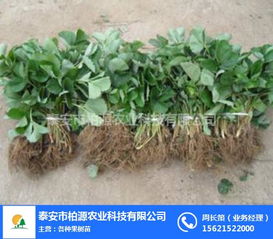 紅顏草莓苗哪家好？柏源農業科技公司的專業服務解析