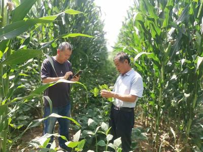 山西農(nóng)大農(nóng)學院科技服務團隊深入太原北部現(xiàn)代農(nóng)業(yè)公園，助力大豆產(chǎn)業(yè)提質(zhì)增效