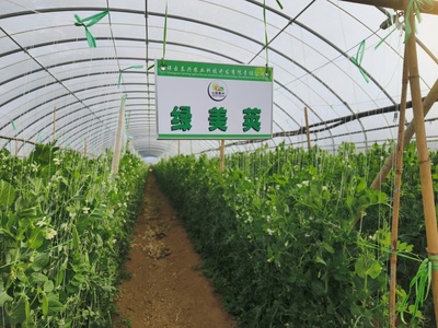 科技特派團精準服務，激發(fā)祥云蔬菜產(chǎn)業(yè)新動能