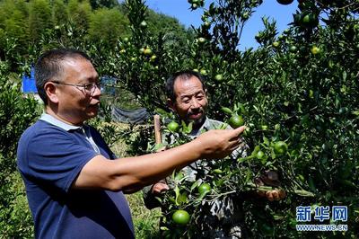 科技興農(nóng)新畫卷 福建建甌“科特派”服務“三農(nóng)”紀實